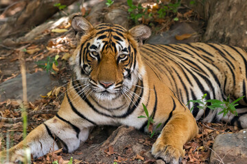 Fototapeta premium Tiger in the wild. Image captured from the forest of Ranthambore in India.