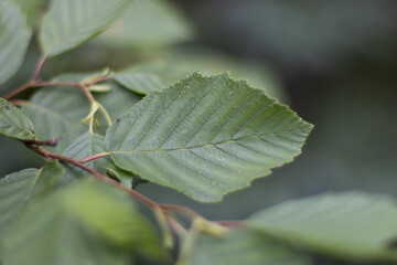 close up of green leaves