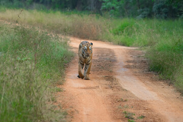 Tiger walking in the forest. Image taken from the forest of Central India.