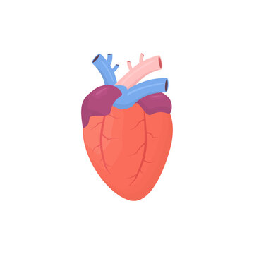 Heart icon. Human color heart shape in flat style vector illustration isolated on white background. Human internal organ.