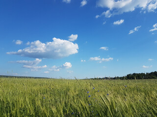 Blue sky with light blue clouds over cereal field.