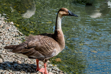 Swan Goose (Anser cygnoides) in pond in park
