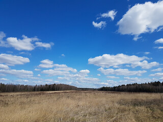 Field of dry grass with dark forest on horizon and blue sky with white clouds in spring time