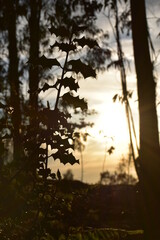 Sunset and nature