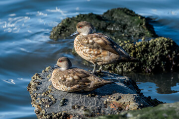 Crested Duck (Lophonetta specularioides) in Ushuaia area, Land of Fire (Tierra del Fuego), Argentina