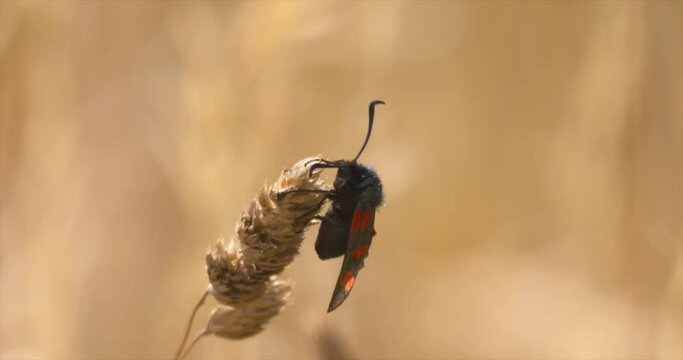 Six spot Burnet moth insect on tall wild flower grass flying away Zygaena filipendulae