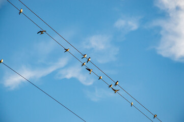 Swallows sitting on wires, birds against the blue sky