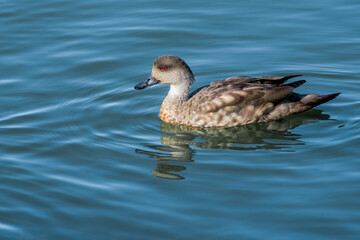 Crested Duck (Lophonetta specularioides) in Ushuaia area, Land of Fire (Tierra del Fuego), Argentina