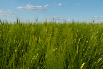 Bright barley field (Hordeum vulgare), blue sky with white clouds. Swabian Alb.