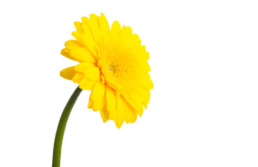 yellow gerbera isolated