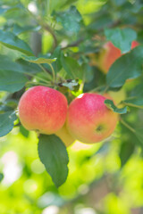 Colorful outdoor shot containing a bunch of red apples on a branch ready to be harvested