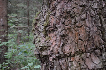 tree bark texture