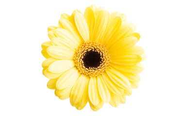 yellow gerbera isolated