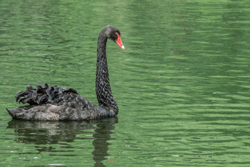 Black Swan (Cygnus atratus) in park