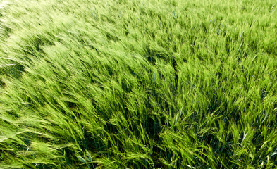 Green barley field (Hordeum vulgare) in bright day light, full frame. Germany, Swabian Alb.