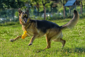 german shepherd running in the park on a lawns