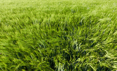 Green barley field (Hordeum vulgare) in bright day light, full frame. Germany, Swabian Alb.