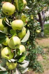 branch of an apple tree located in the garden full of green apples that make the branch fall down because of the weight