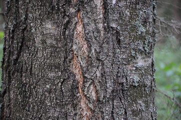 tree bark texture