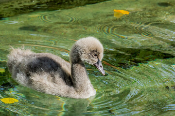 Black Swan (Cygnus atratus) cygnet in park
