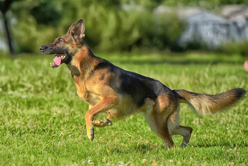 german shepherd running in the park on a lawns