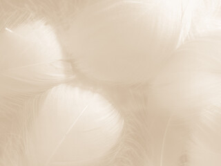 Obraz premium Beautiful abstract orange and white feathers on white background, soft brown feather texture on white pattern background, yellow feather background 