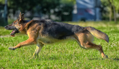 german shepherd running in the park on a lawns