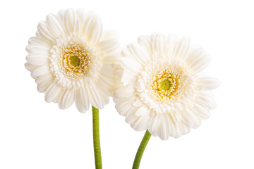 white gerbera isolated