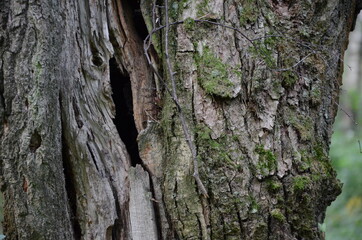 bark of a tree
