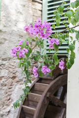 A pink / purple clematis grows on an old farmhouse with a mill wheel. The focus is on the flower. In the background a green shutter protrudes into the picture. Valley of the Mills, Gardone, Italy.