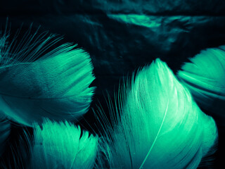 Beautiful abstract blue and green feathers on dark background and soft white feather texture on white pattern and green background, feather background, green banners