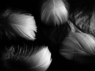 Beautiful abstract black feathers on black background and soft white feather texture on white pattern and dark background, gray feather background, black banners
