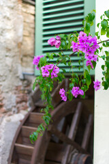 A pink / purple clematis grows on an old farmhouse with a mill wheel. The focus is on the flower. In the background a green shutter protrudes into the picture. Valley of the Mills, Gardone, Italy.