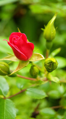 Red rose