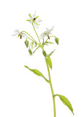 White borage flowers