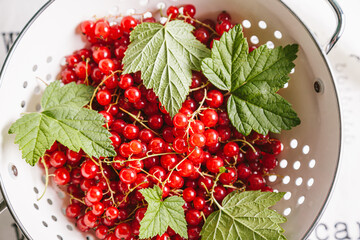 Red currant with leaves in a white colander on a white background.
