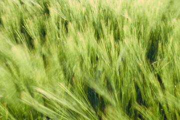 Green barley field (Hordeum vulgare) in bright day light, full frame. Germany, Swabian Alb.