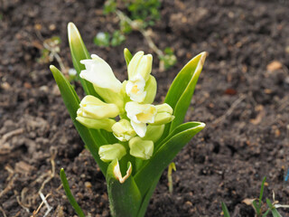 the flower sprout sprouts through the ground in early spring.