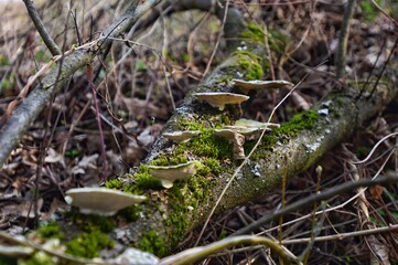 mushrooms grow on a fallen tree, the tree is covered with green moss