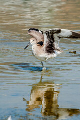 Willet (Catoptrophorus semipalmatus) in Malibu Lagoon, California, USA