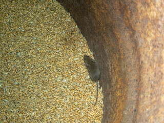 Little grey mouse running on the wheat in the pantry. top view of a mouse in a barrel.