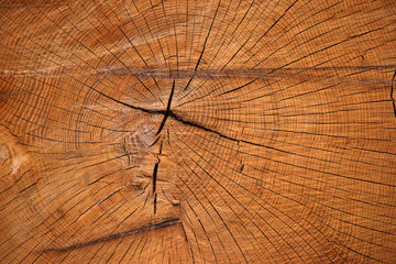 Cut Tree Background Image