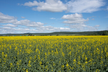 Obraz premium Rapeseed field with blue sky.