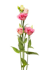 Lisianthus flower arrangement