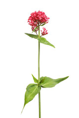 Obraz premium Red valerian flower and foliage