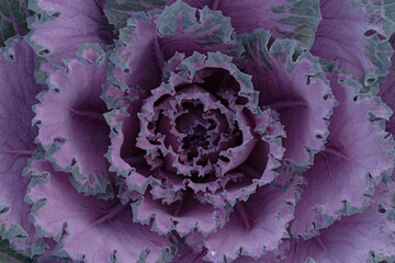 Obraz premium cabbage