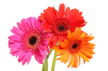 Three gerbera daisies