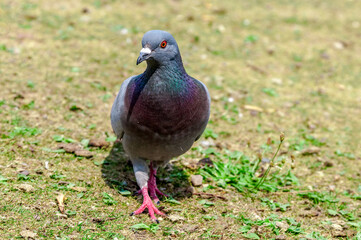 Rock Dove (Columba livia) in park, Moscow, Russia