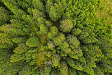 Bird eye perspective drone photograph with a pine forest in summer season.