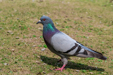 Rock Dove (Columba livia) in park, Moscow, Russia